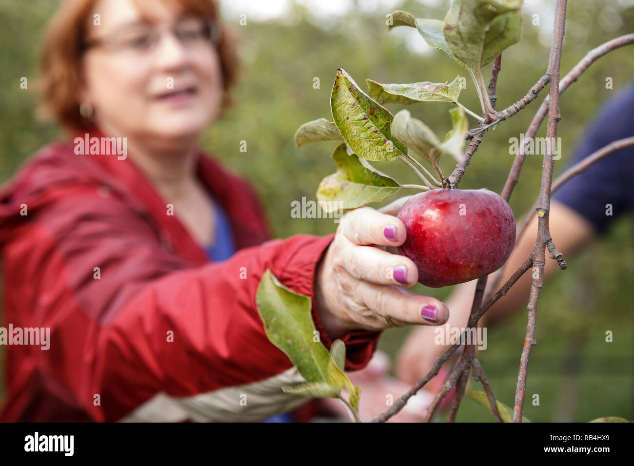 A woman picks an organic ripe red apple off of a tree at an organic apple orchard. Stock Photo