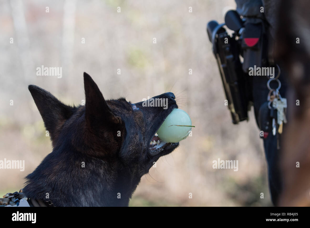 Police dog holding a ball looking towards it's handler Stock Photo