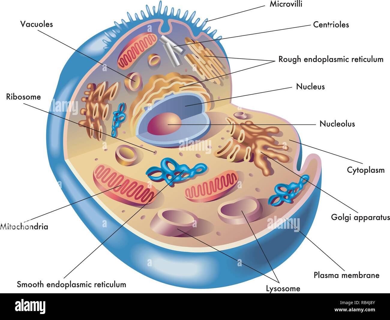 Medical illustration of elements of human cell Stock Vector