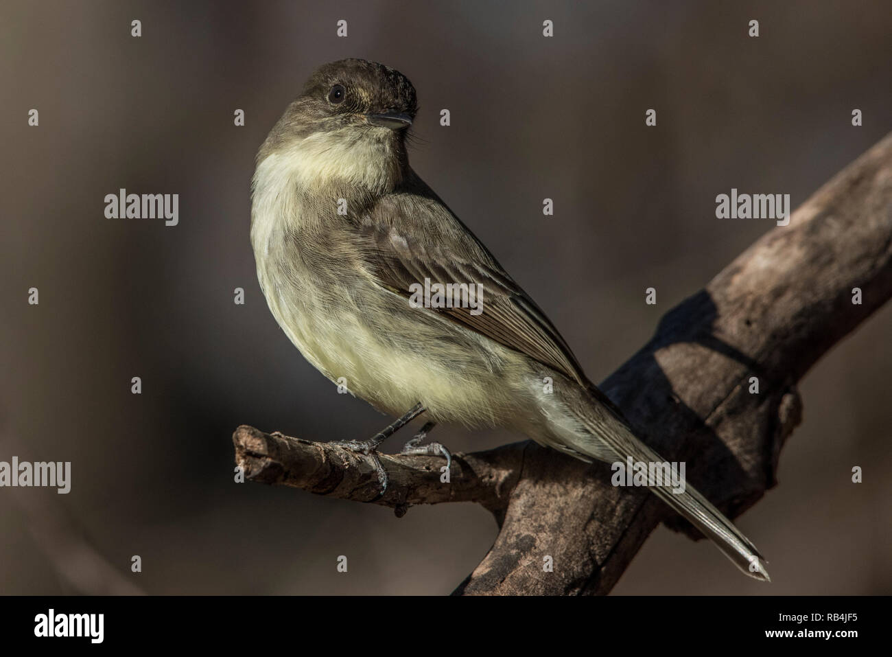 A eastern phoebe perched in the outskirts of Atlanta near Marietta in Georgia on a cold winter day. Stock Photo
