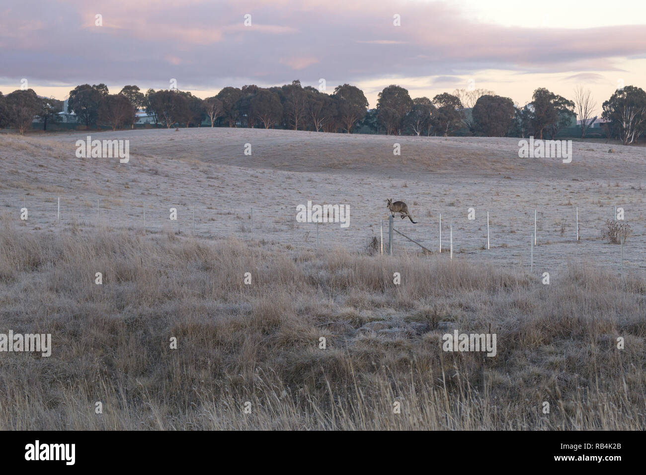 The Eastern Grey Kangaroo jumping over a fence on a frosty, early