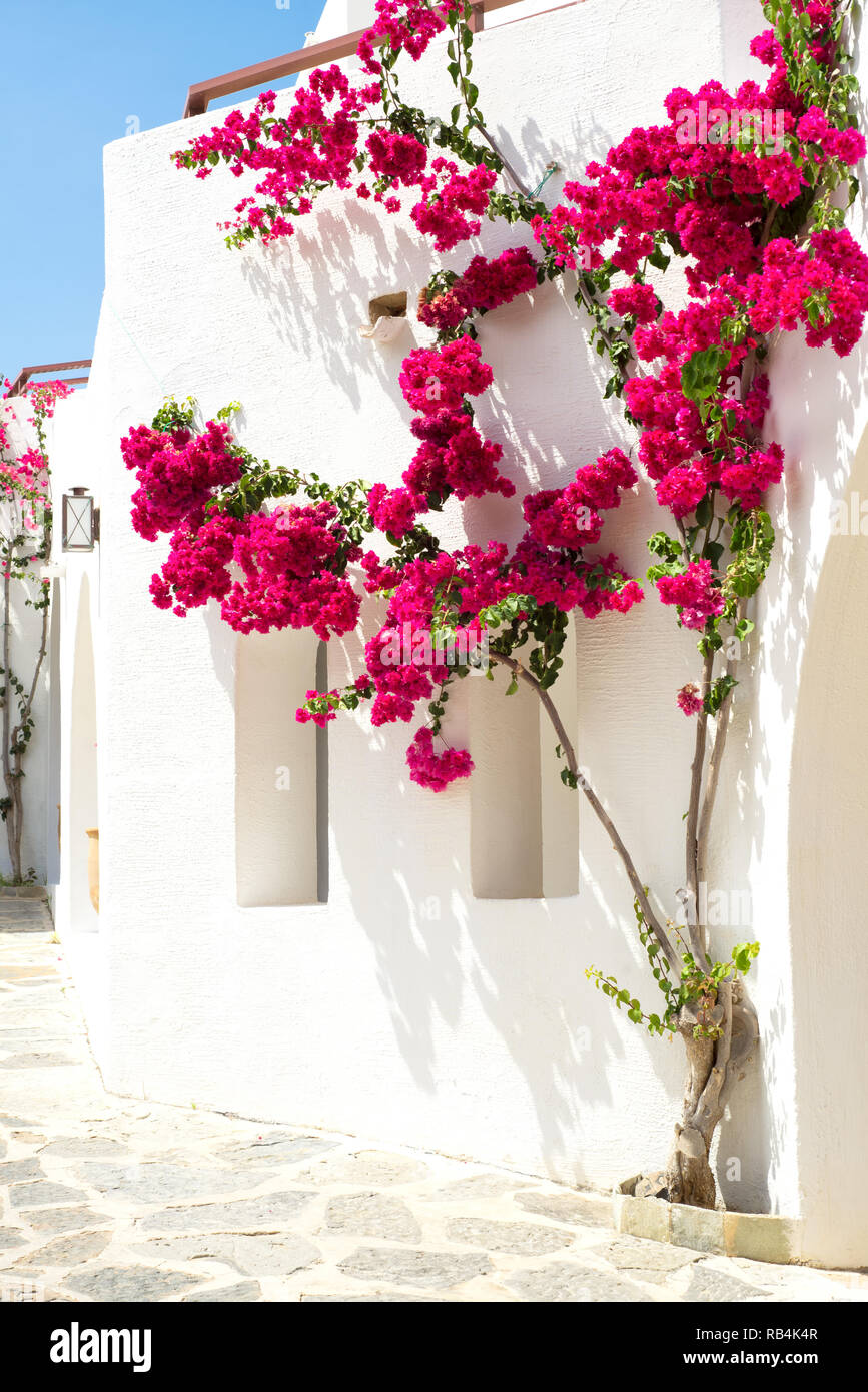 Bougainvillea on wall hi-res stock photography and images - Alamy