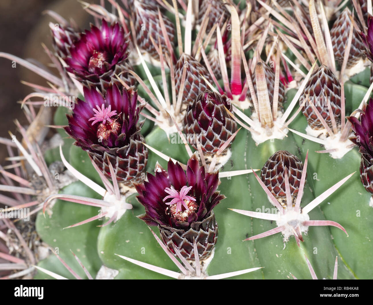 Barrel cactus Ferocactus latispinus close-up Stock Photo