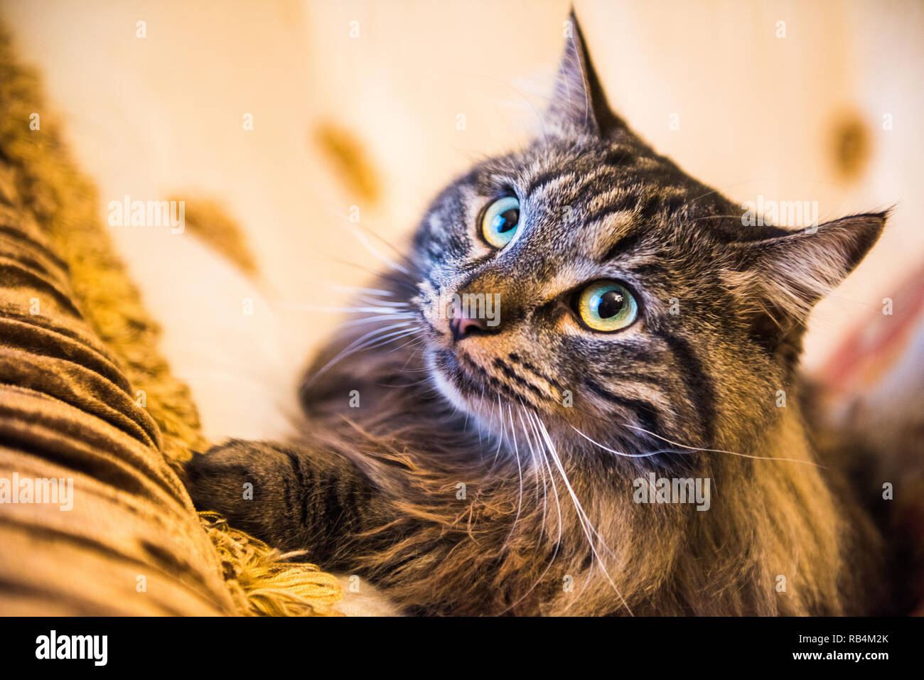 Norwegian forest cat portrait close up with big fluffy muzzle Stock Photo