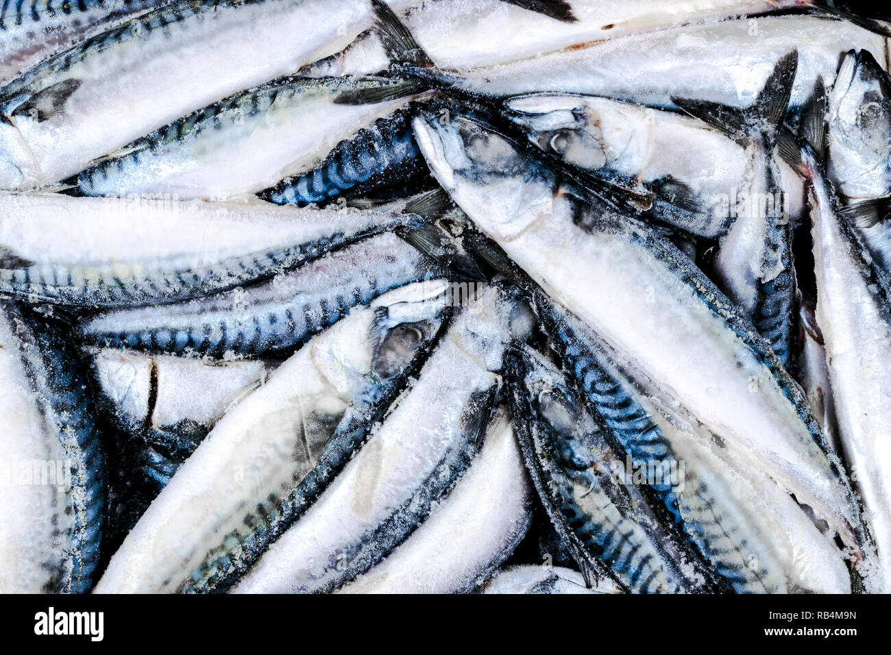 Frozen mackerel. Frozen group of fish. iced atlantic fish. Mackerel