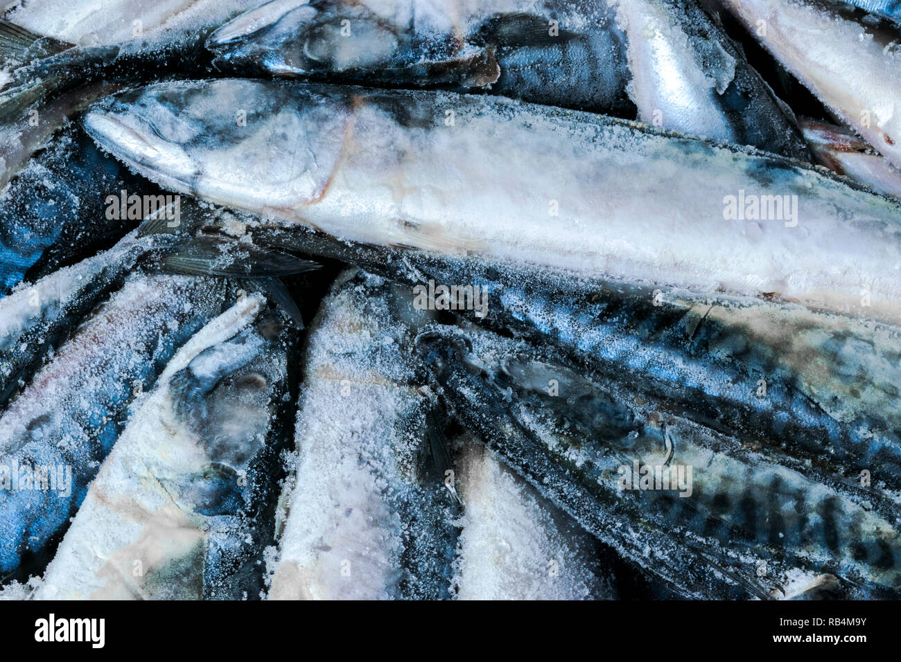 Frozen mackerel. Frozen group of fish. iced atlantic fish. Mackerel