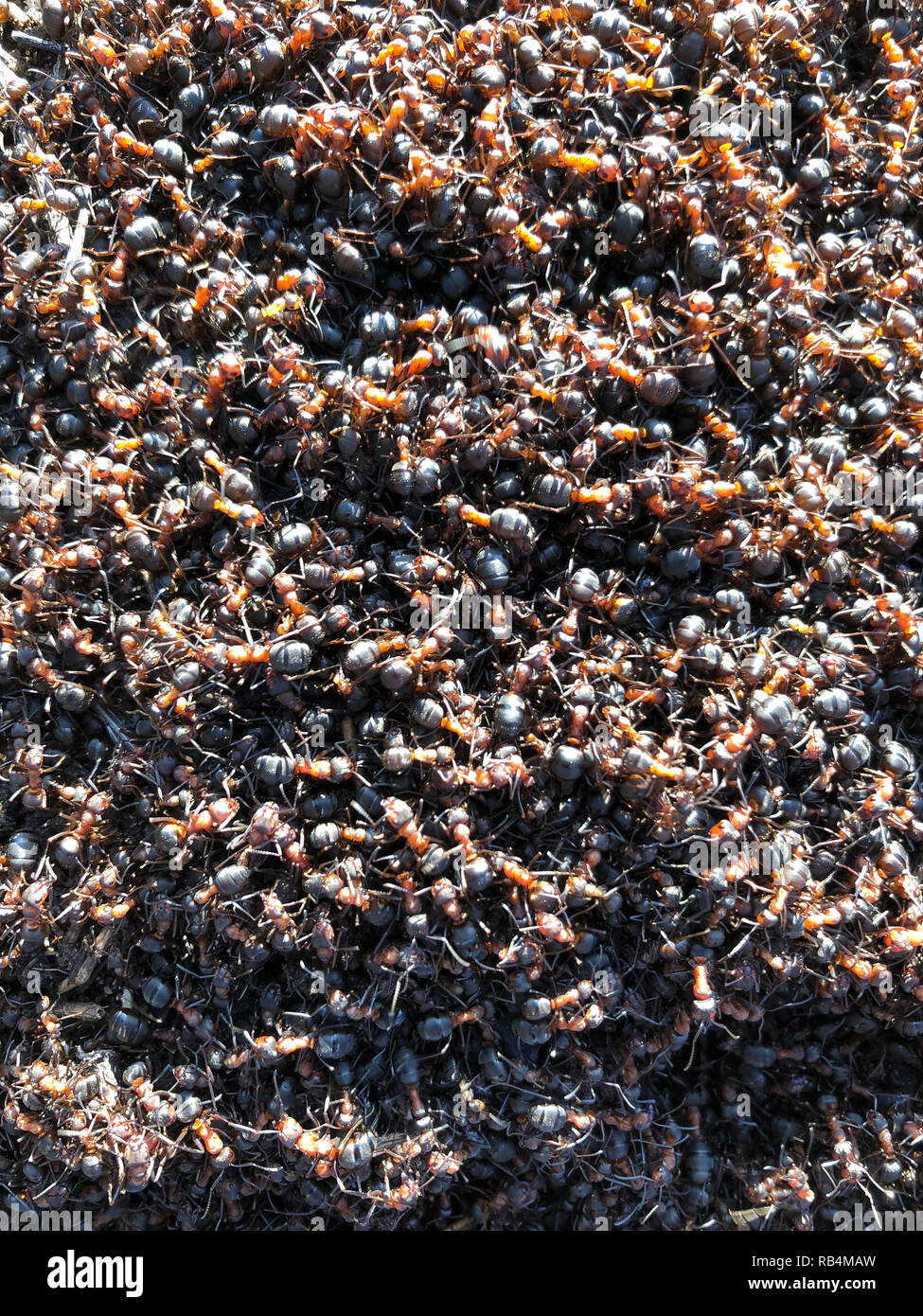 Black and Red Ants background.Teamwork. Chaotic running ants seamless ...