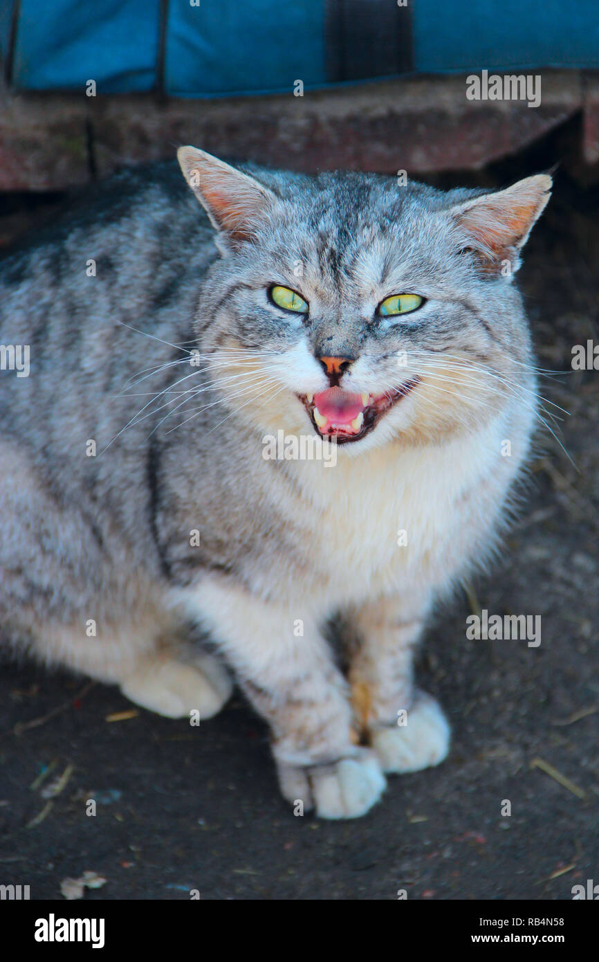 Muzzle of Scottish Straight cat. Angry cat. Cat hissing. Protective reaction of cat Stock Photo