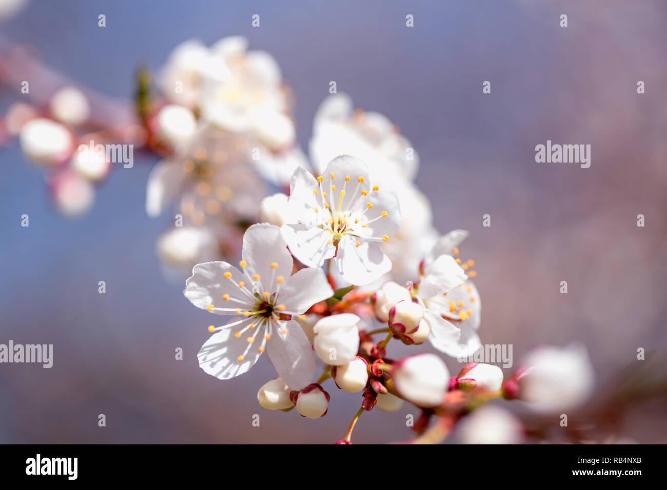 Fine art cherry blossom hi-res stock photography and images - Alamy