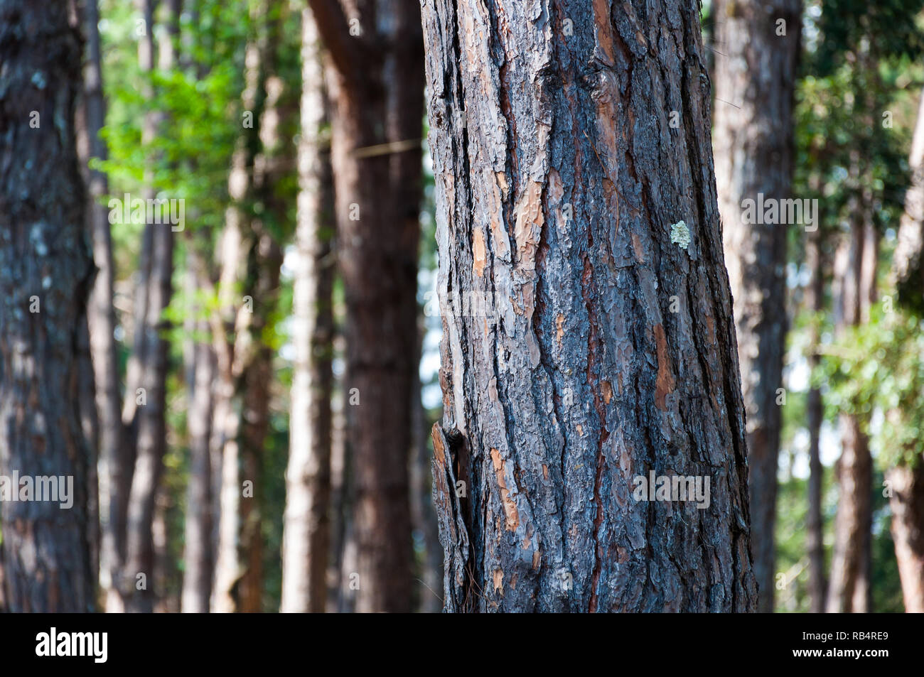 Close up Kesiya Pine tree soft light blur background, Pinus kesiya Royle ex Gordon Stock Photo