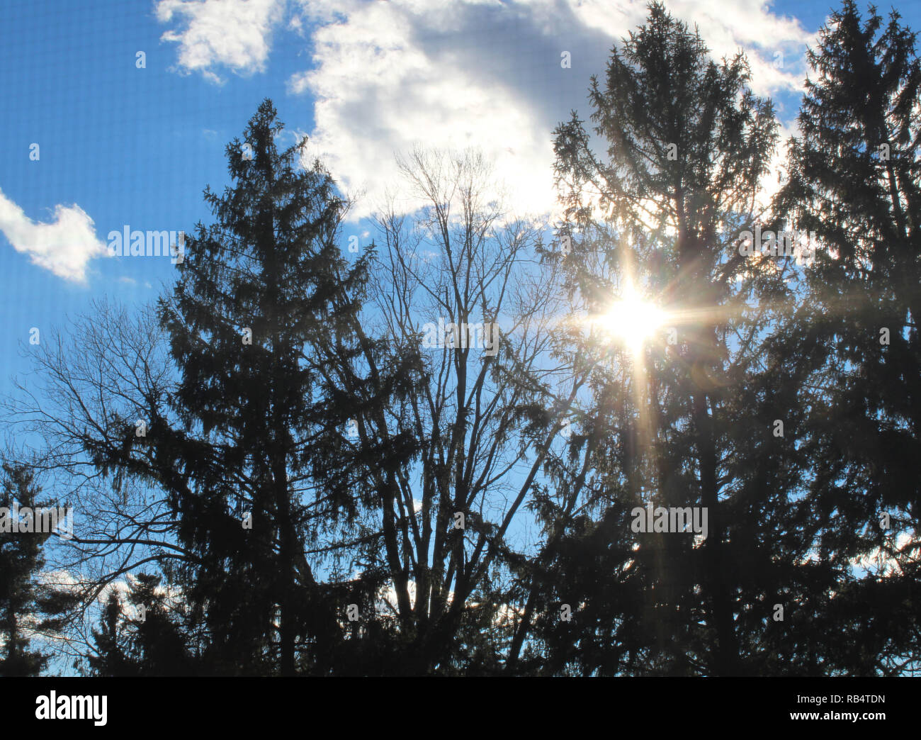 picture of the sky and sun shining through trees Stock Photo - Alamy