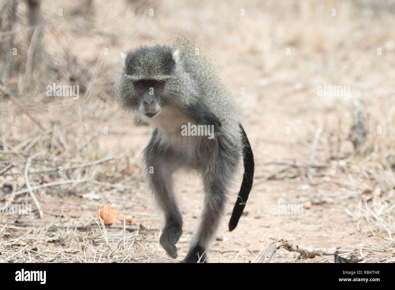 HEARTWARMING pictures and video footage have captured an armless monkey ...