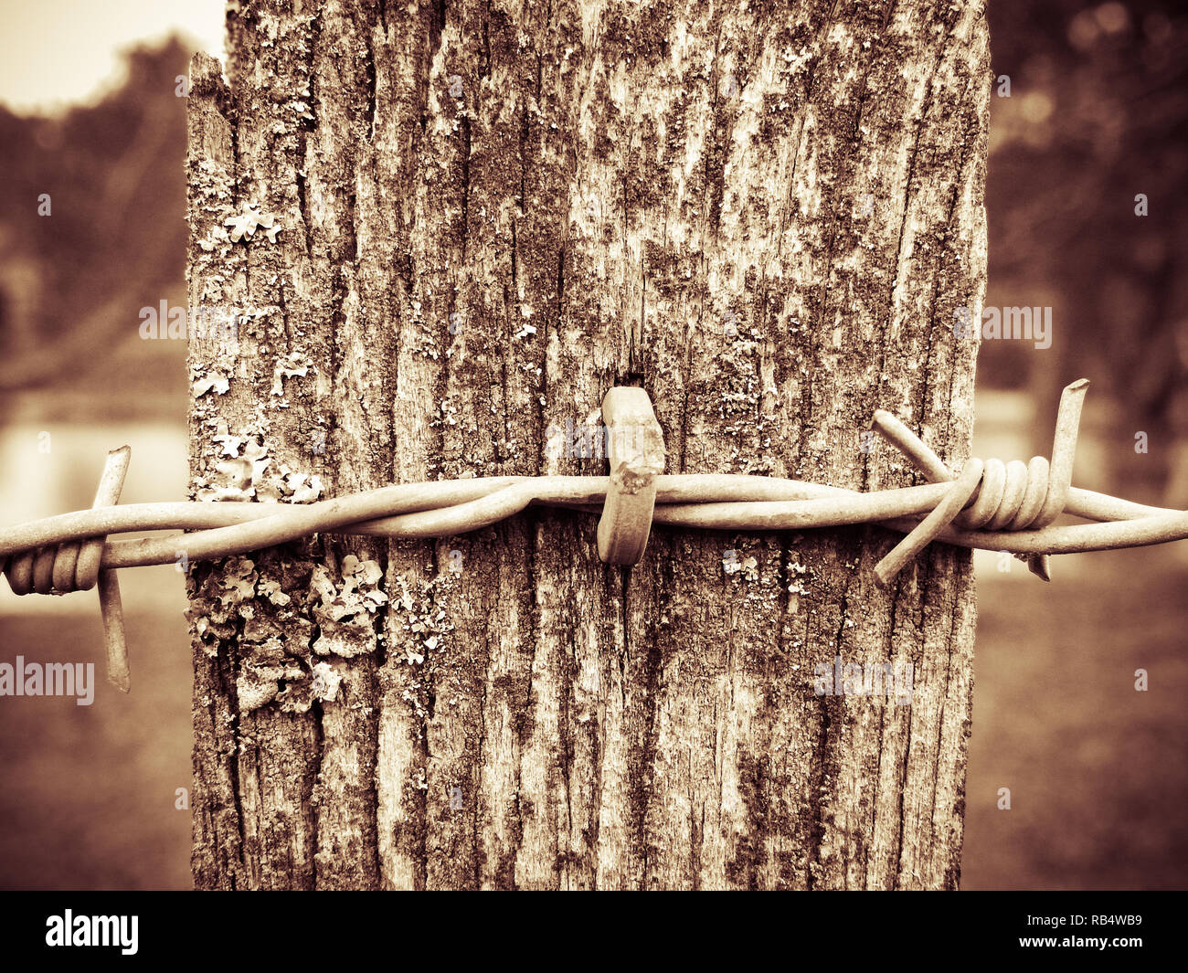 Black white image barbed wire hi-res stock photography and images - Alamy