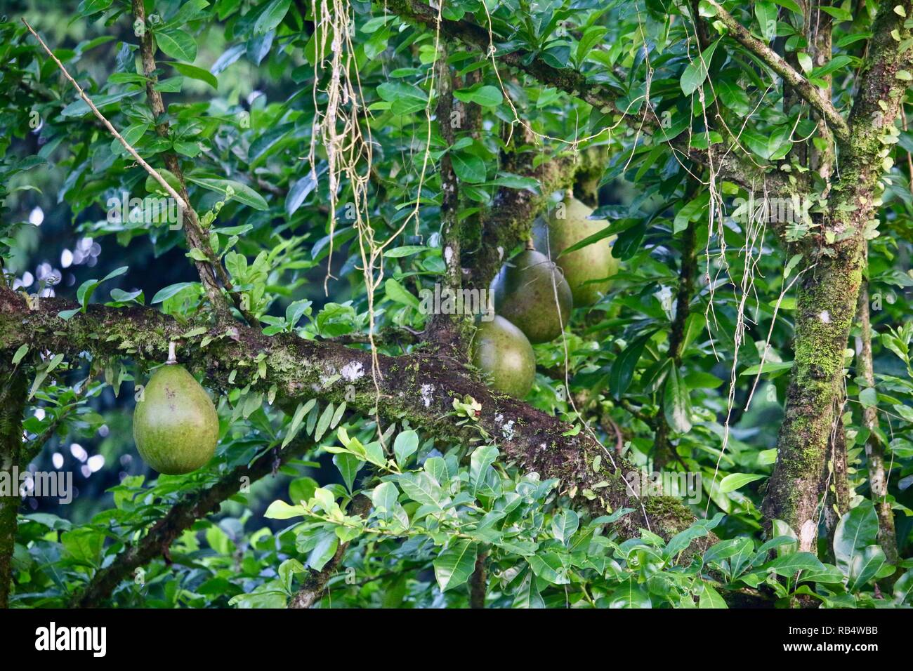 A Central American tree with a hard, round gourd like fruit growing on the trunk Stock Photo