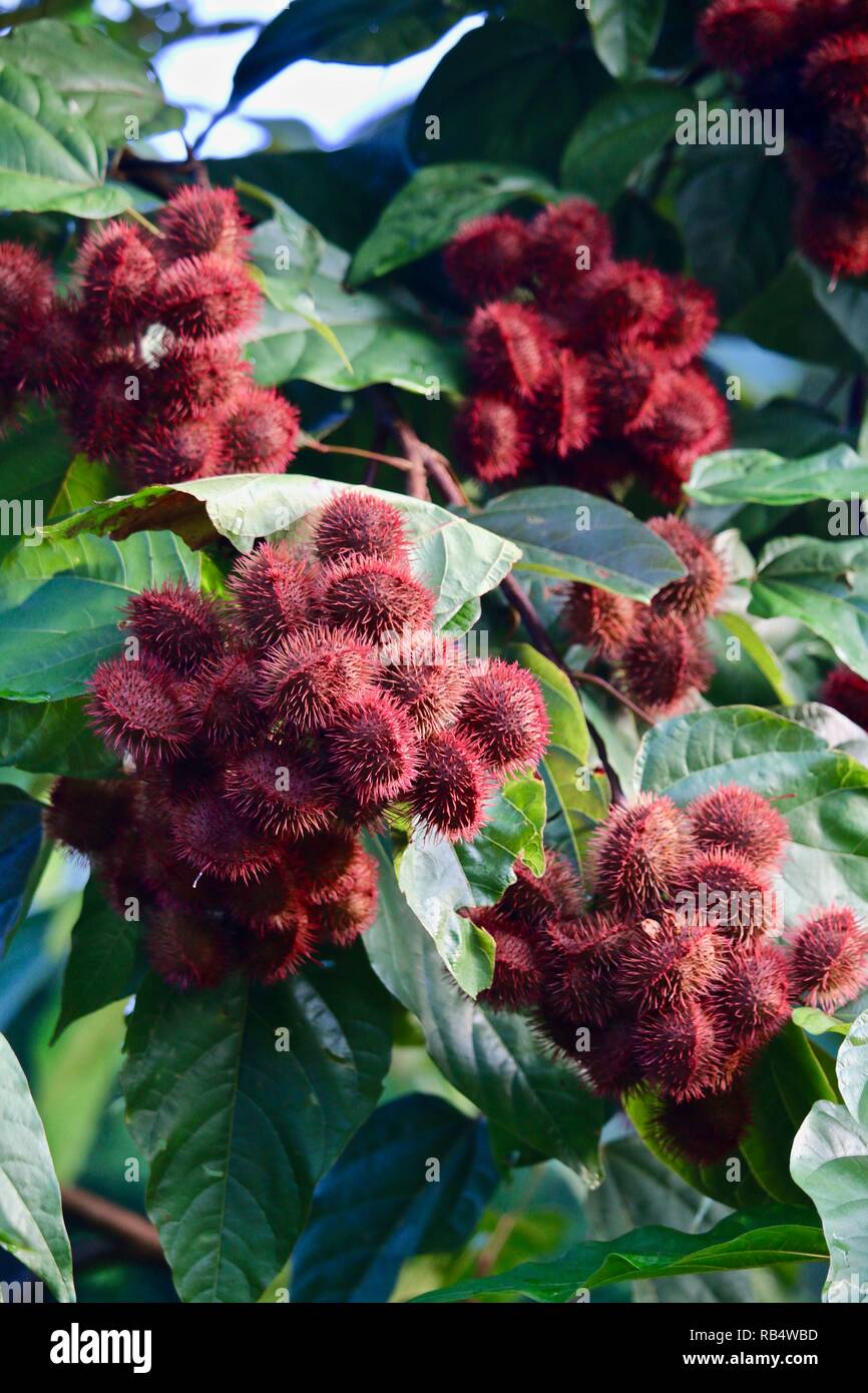Lipstick tree deep red prickly seeds used for a spice, as a natural dye