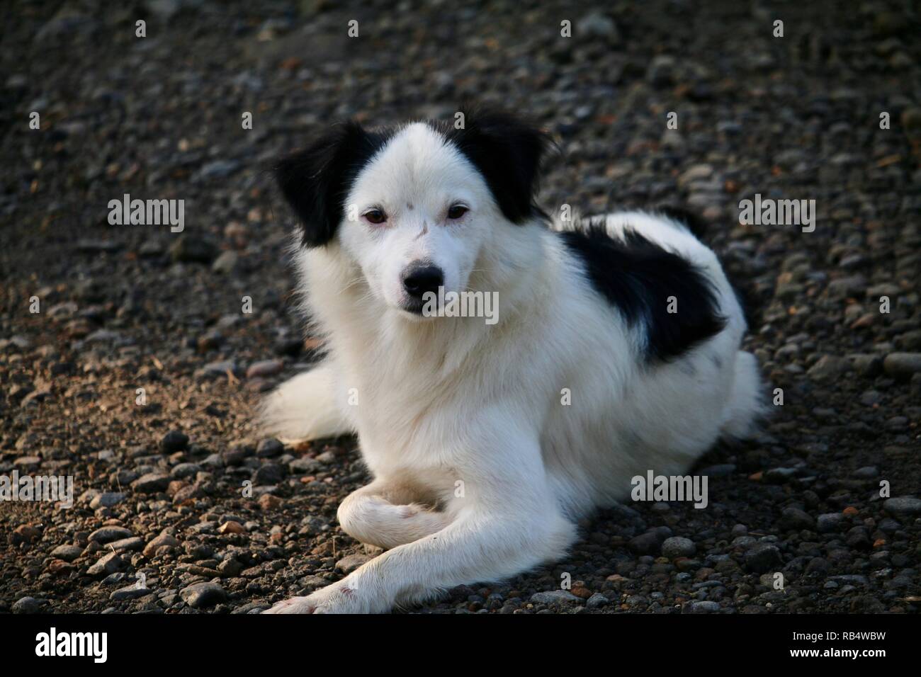A long haired black and white dog relaxing in the early morning. Stock Photo