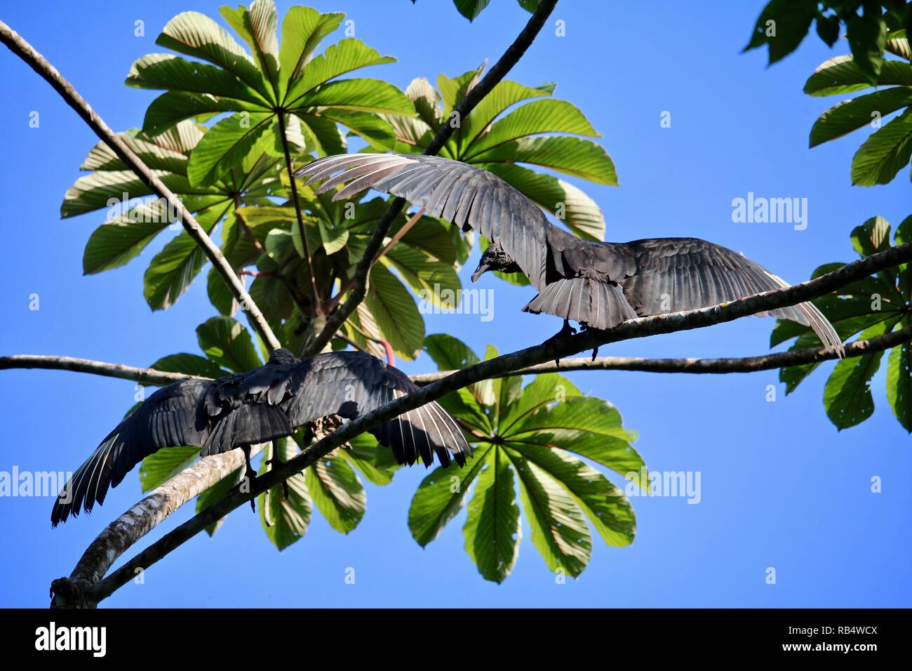 Turkey vultures drying their wings in the morning sunshine in Costa Rica Stock Photo