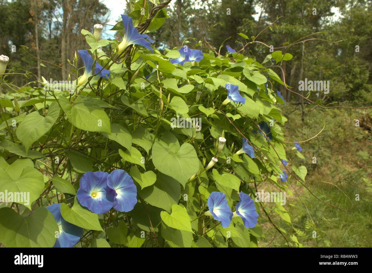 Blue Morning Glories Growing Wild In Northern Michigan Stock Photo Alamy