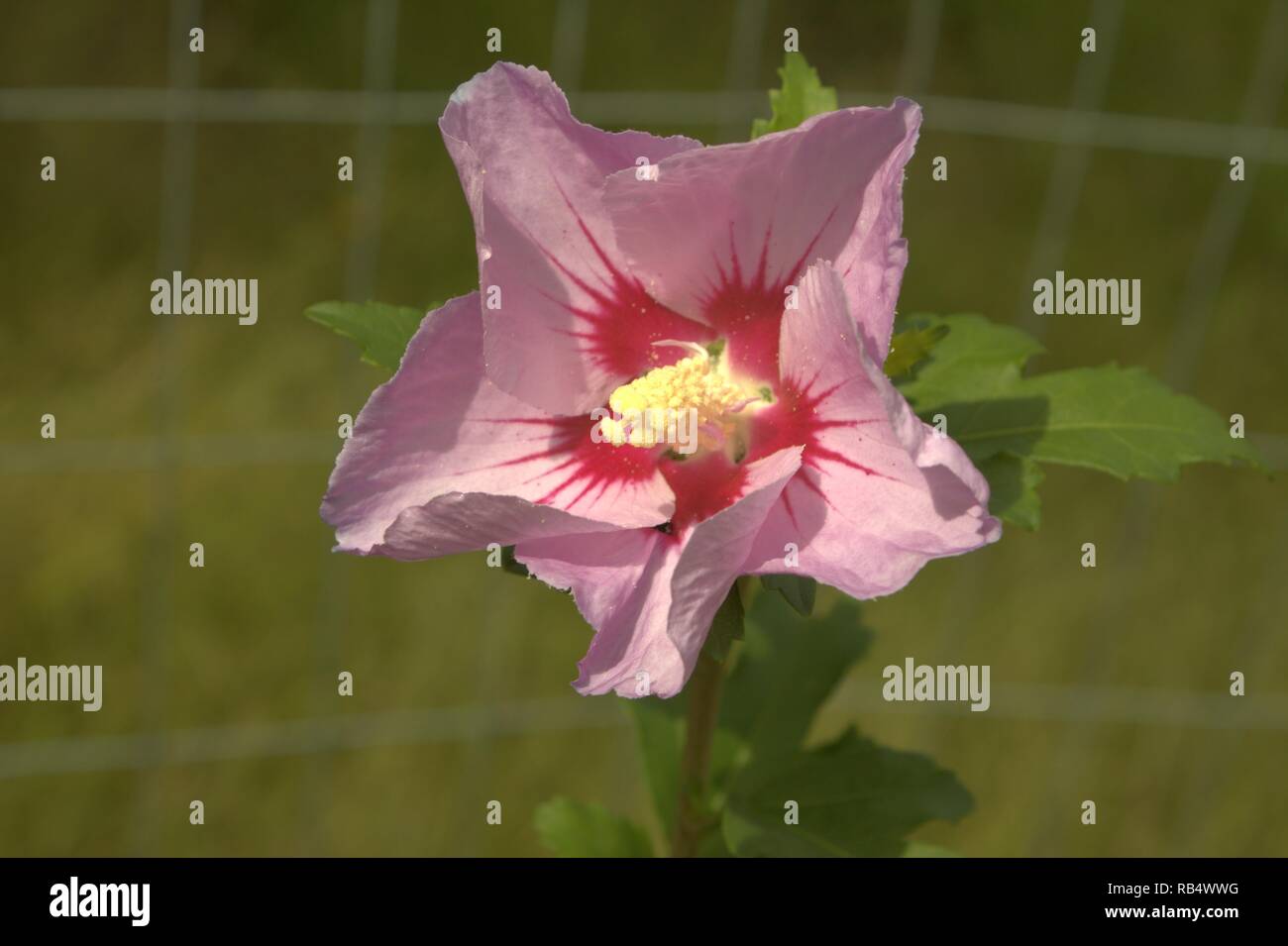 Rose of sharon national flower of korea hires stock photography and