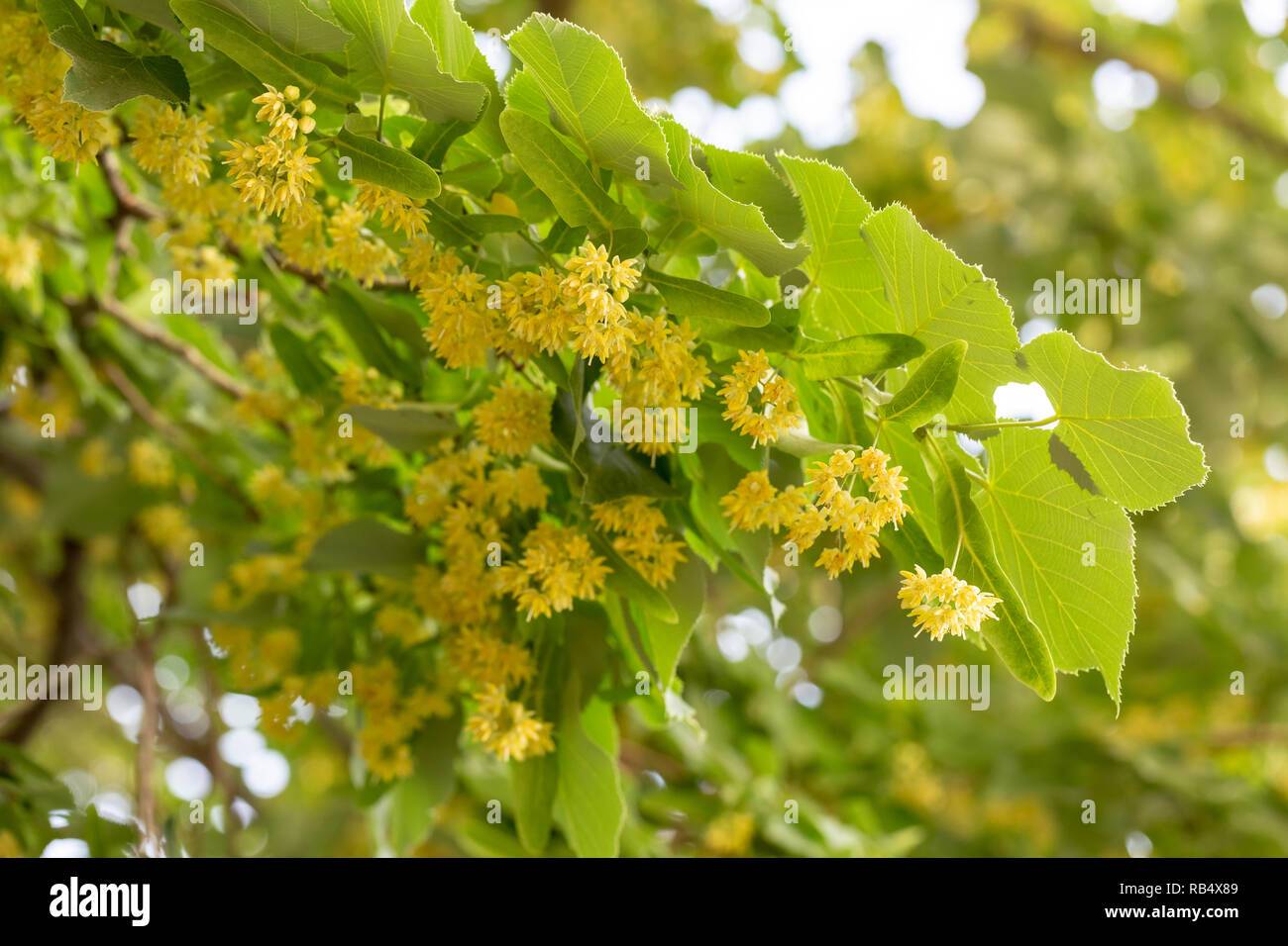 Beautiful linden branches with flowering buds close-up. Stock Photo