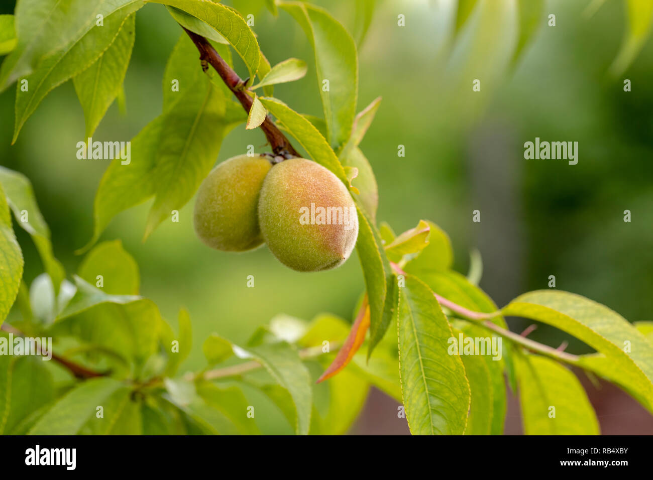 Peach young fruit garden hires stock photography and images Alamy