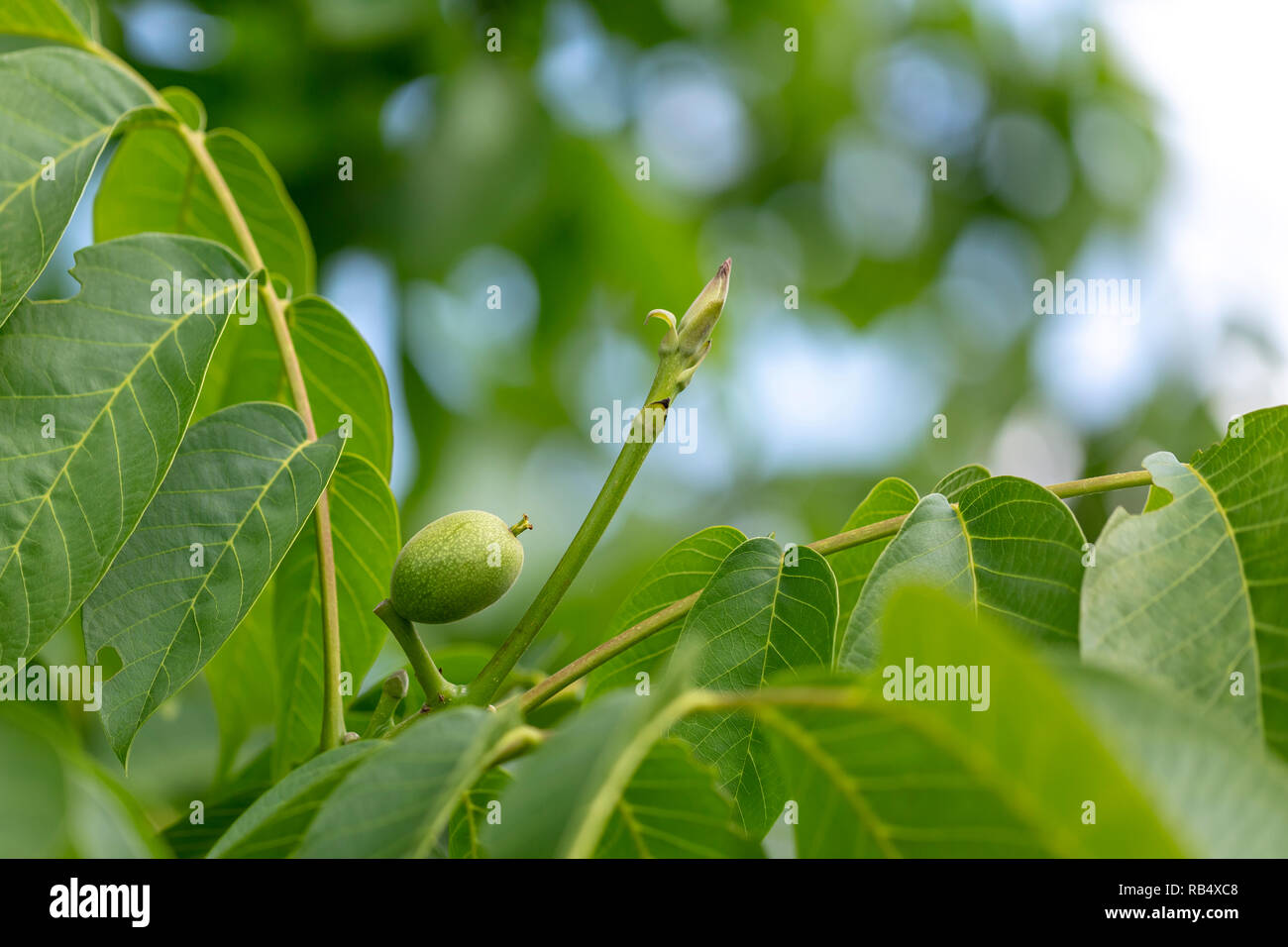 Green walnut at a tree branch with blurred background. Stock Photo