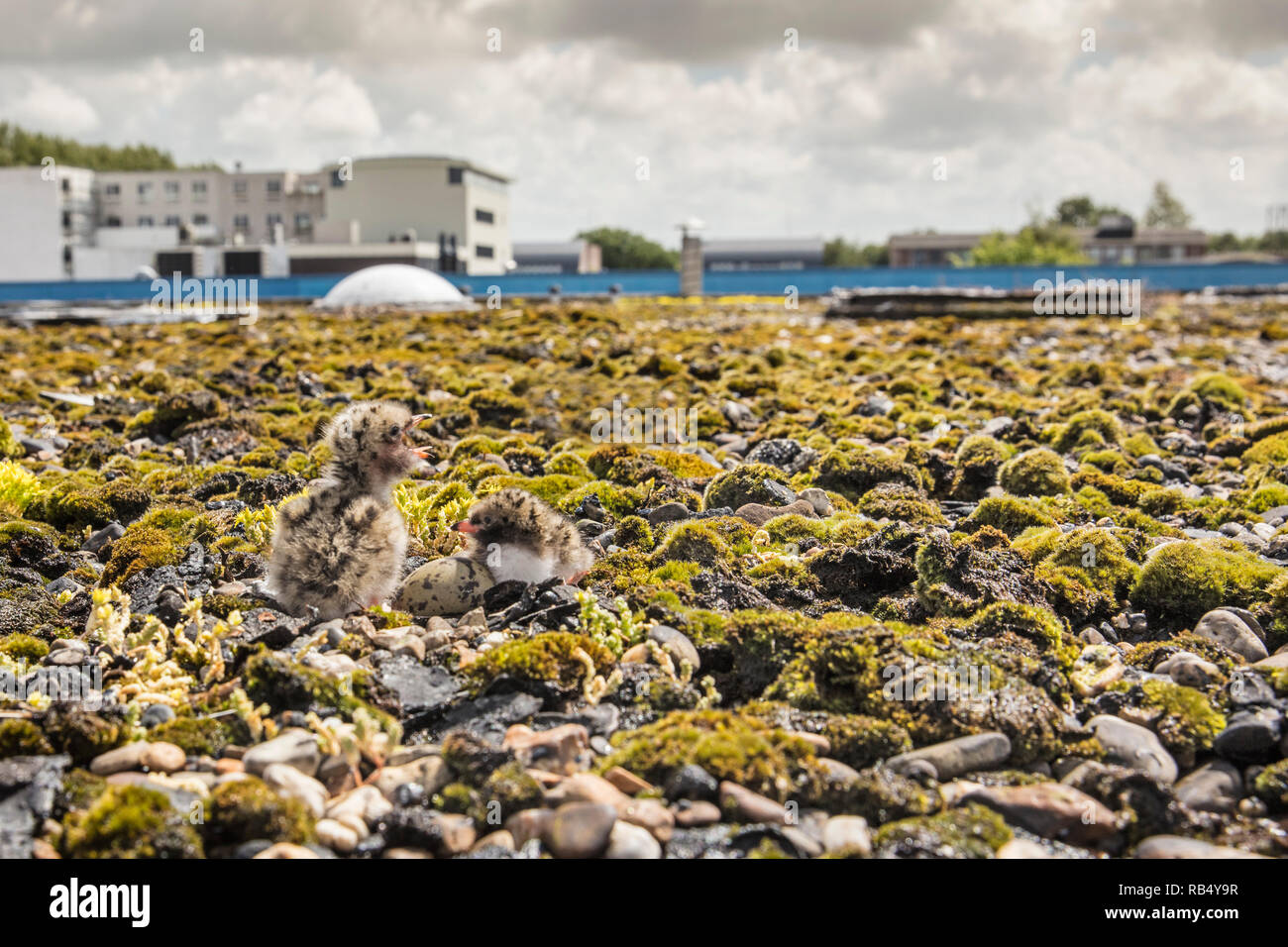 The Netherlands, Amsterdam, Young black-headed gulls on nest. Stock Photo