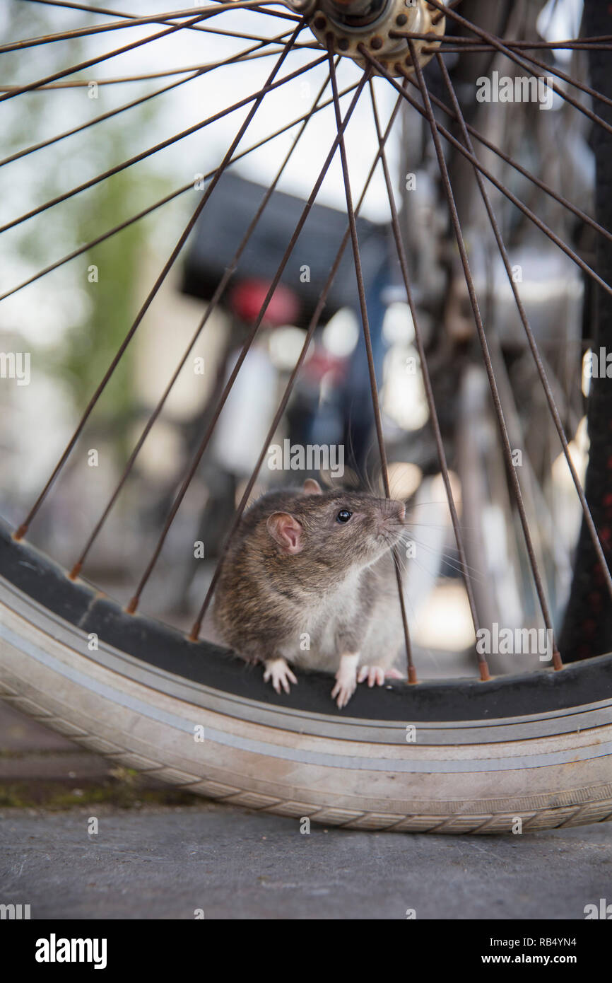 The Netherlands, Amsterdam, Brown rat (Rattus norvegicus) on bicycle. Stock Photo