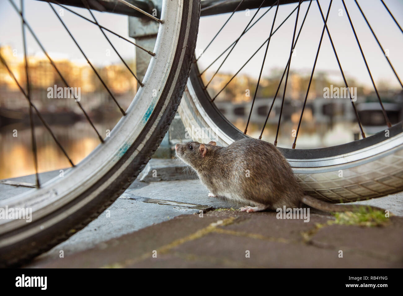 The Netherlands, Amsterdam, Brown rat (Rattus norvegicus) on bicycle near Amstel River. Stock Photo