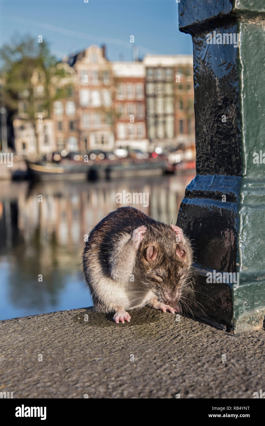 The Netherlands, Amsterdam, Brown rat (Rattus norvegicus) near Amstel ...