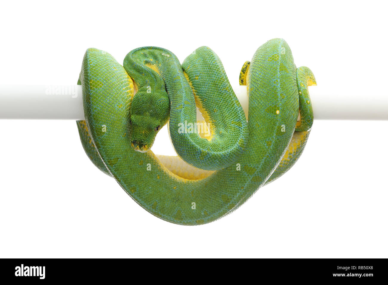 Green tree python isolated on white background Stock Photo - Alamy