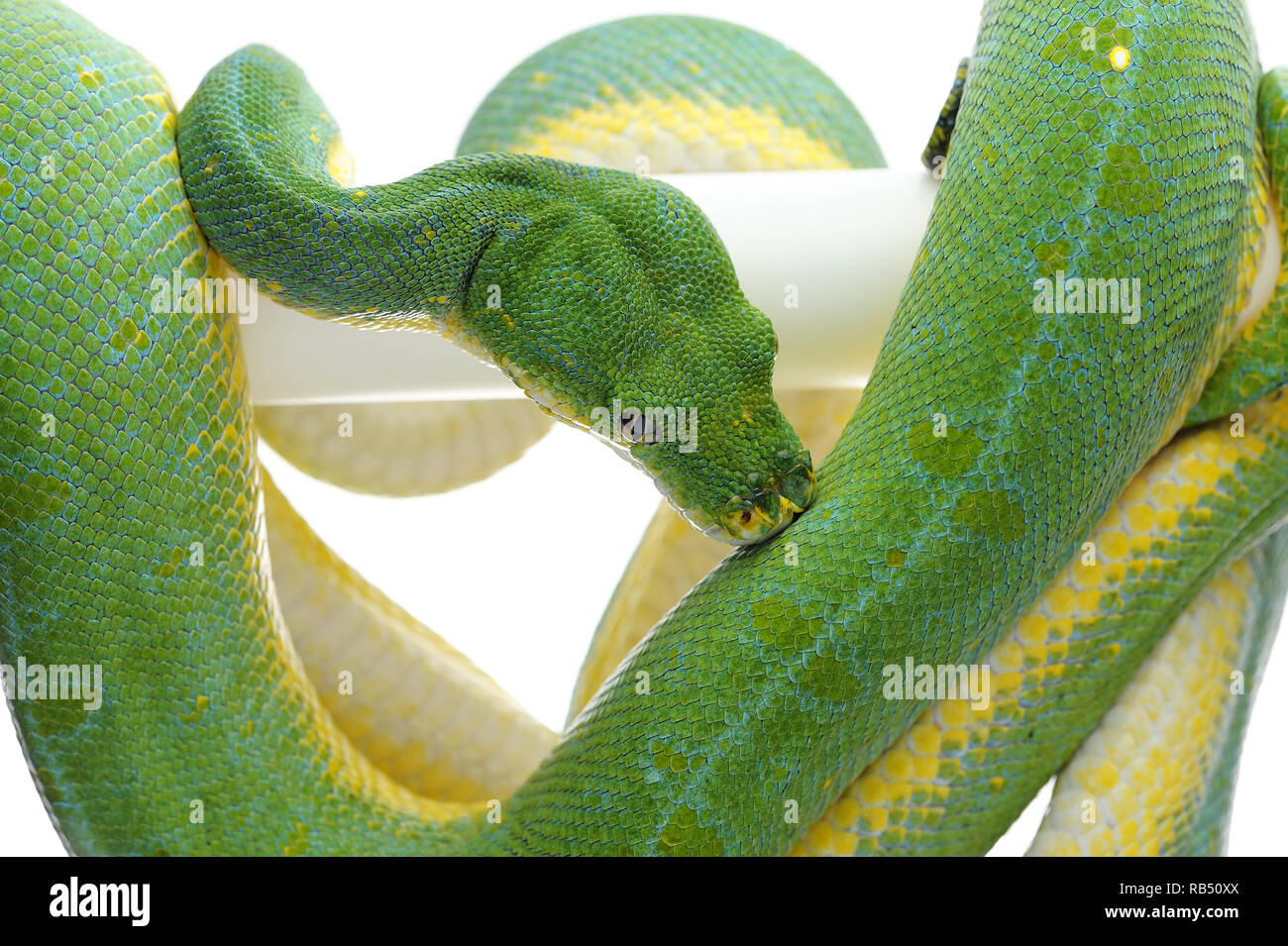 Green tree python isolated on white background Stock Photo - Alamy