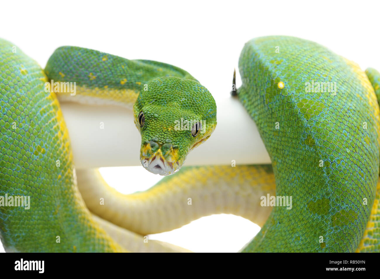 Green tree python isolated on white background Stock Photo - Alamy