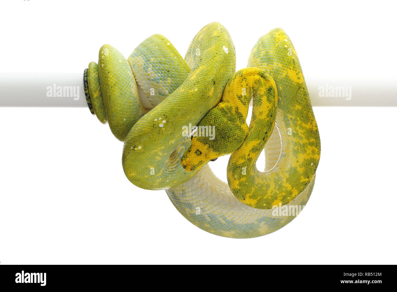 Green tree python isolated on white background Stock Photo - Alamy