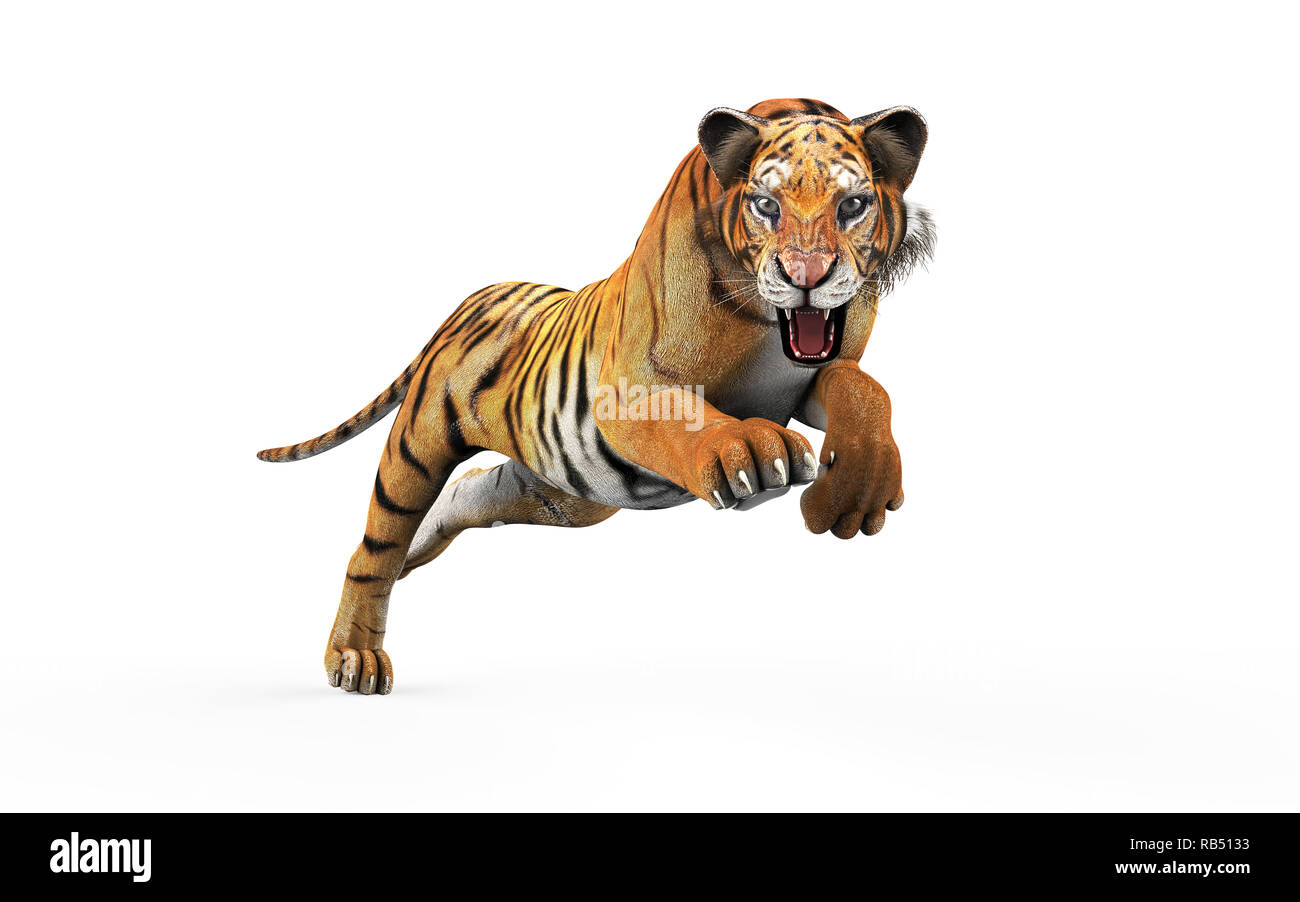 Dangerous Bengal Tiger Roaring and Jumping Isolated on White Background ...
