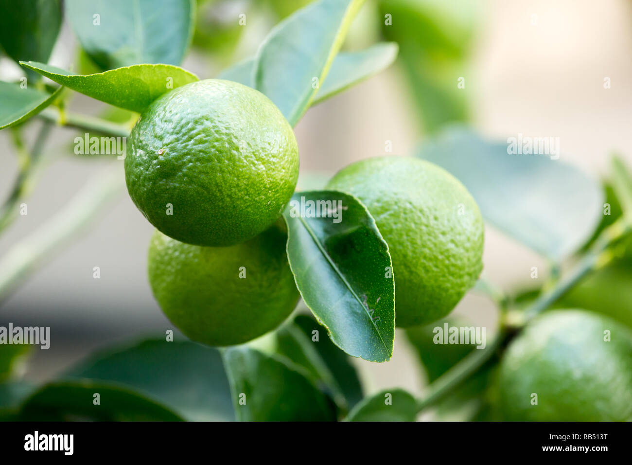 Fresh lemon fruit on tree in the morning. Stock Photo