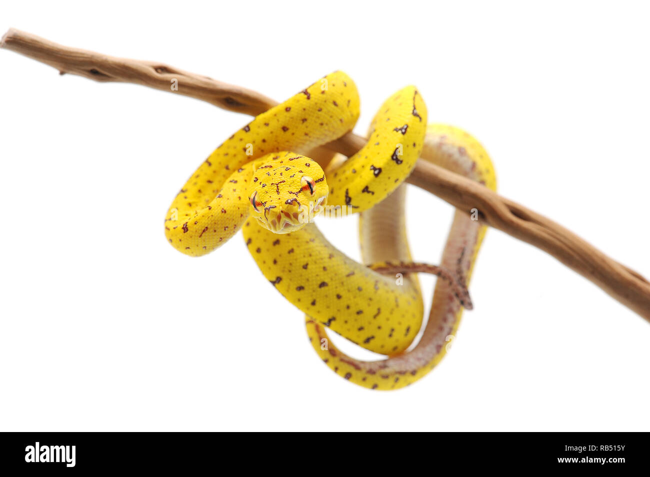 Green tree python isolated on white background Stock Photo - Alamy