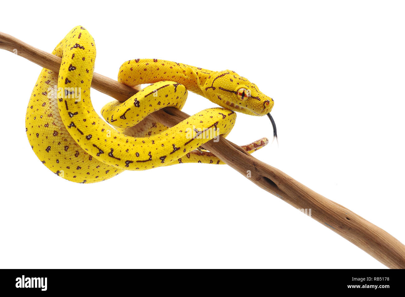 Green tree python isolated on white background Stock Photo - Alamy