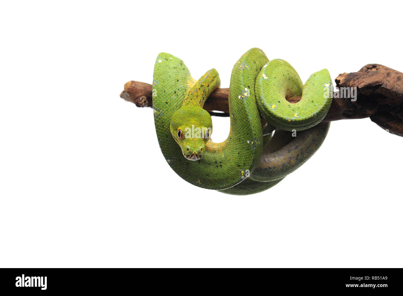 Green tree python isolated on white background Stock Photo - Alamy