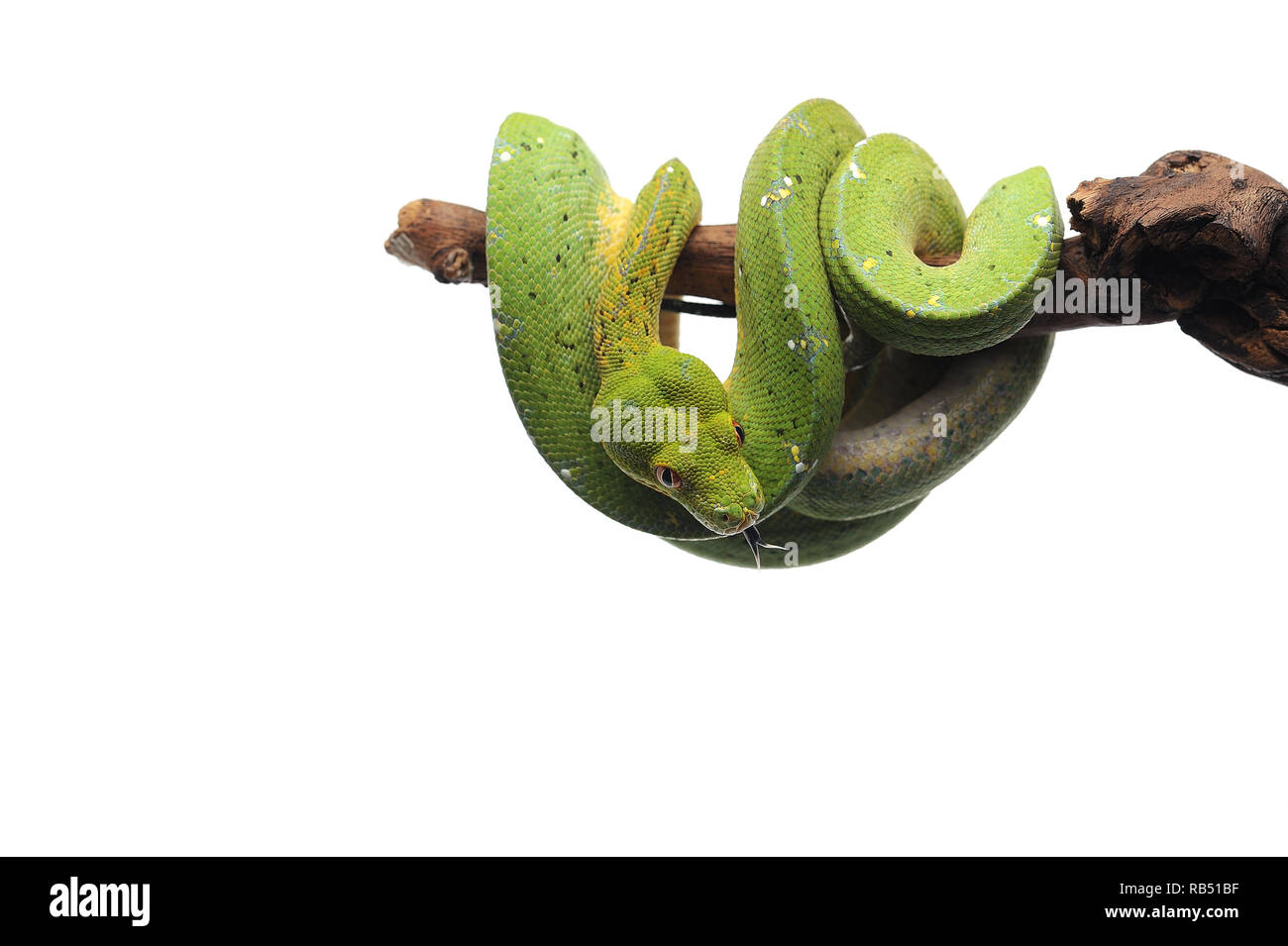Green tree python isolated on white background Stock Photo - Alamy
