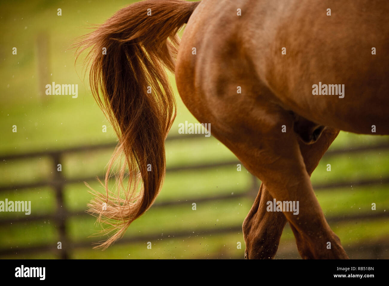 One horse in a field Stock Photo Alamy One horse in a field Stock Photo Alamy