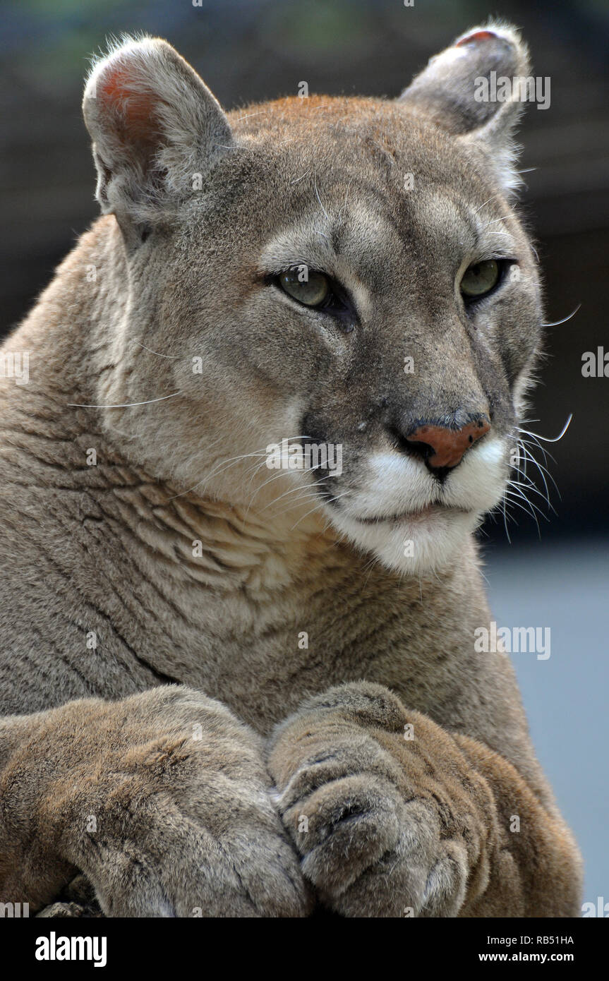 mountain lion, catamount, panther and painter, Cougar, Silberlöwe, Berglöwe  oder Kuguar, Felis concolor, puma Stock Photo - Alamy