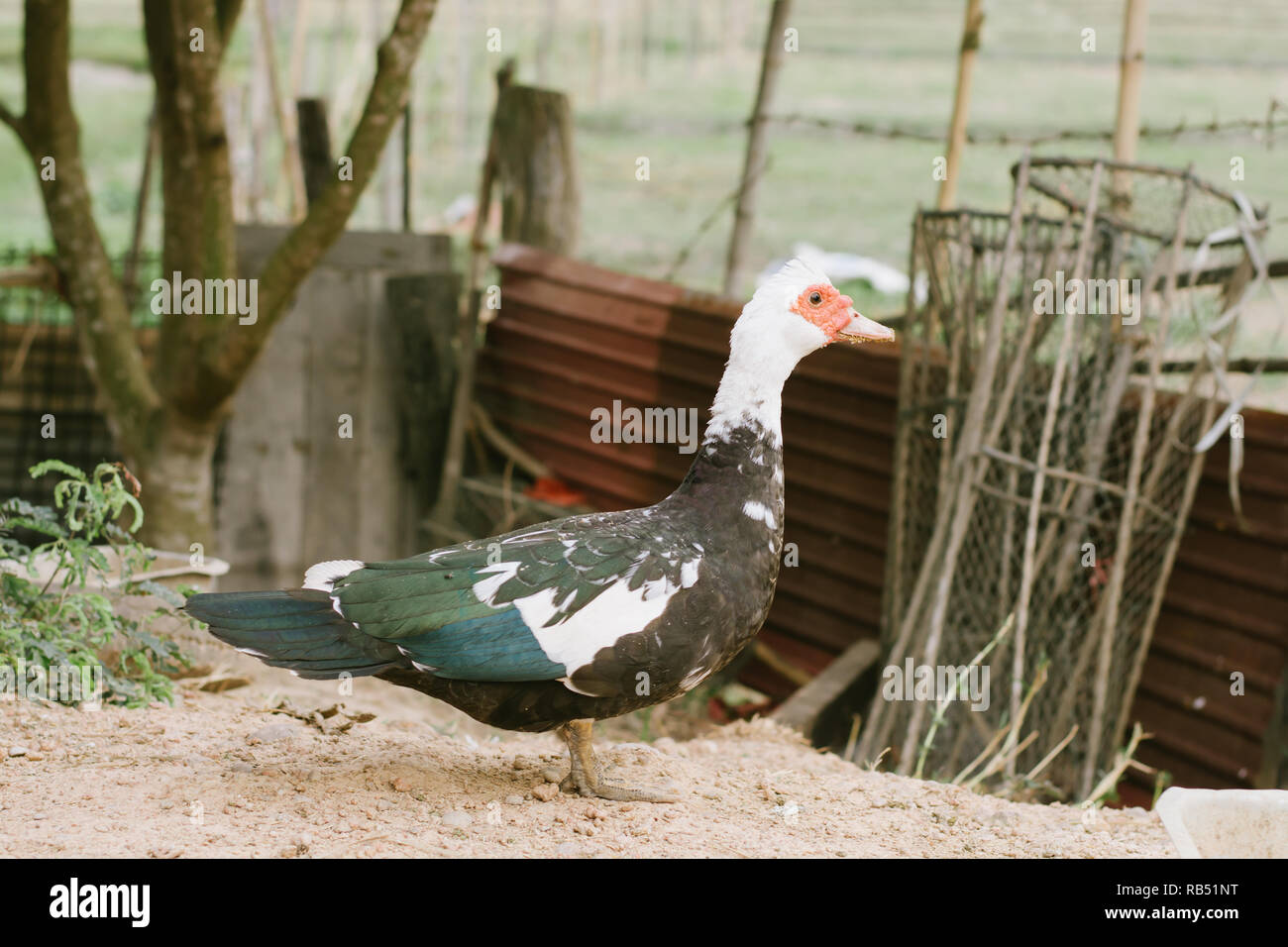 Mute duck. Duck in farm. Duck staring at you. Muscovy duck Stock Photo