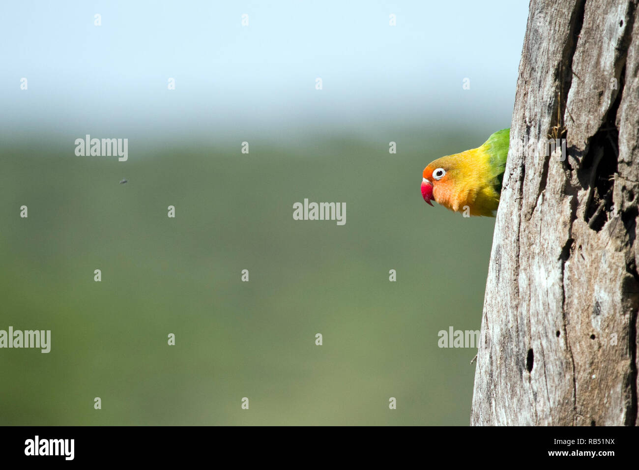 the colorful love bird going out of his nest. Stock Photo