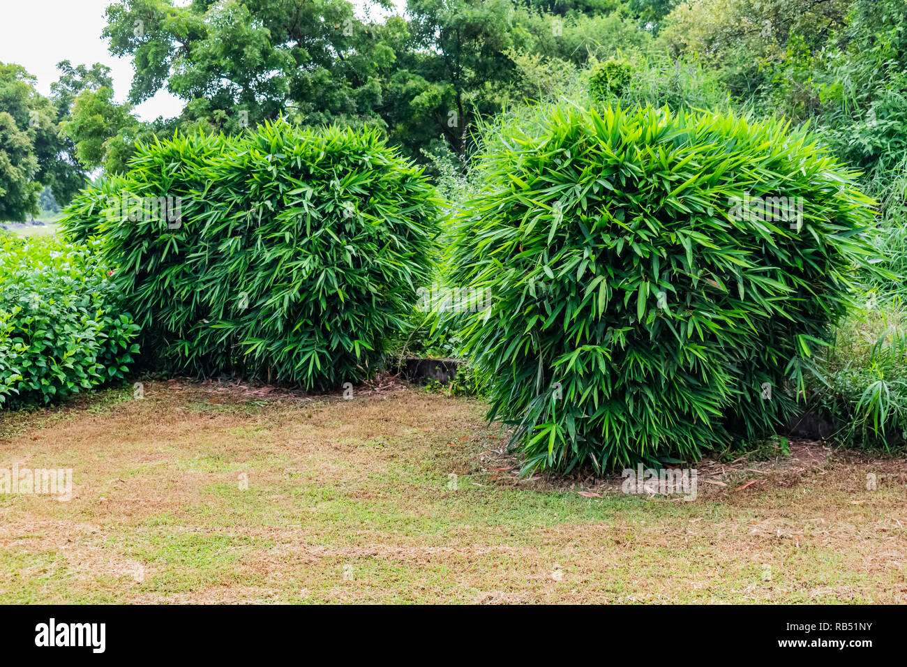 Close view of small Bamboo tree leafs shrubs & hibiscus tree shrubs in a greenery garden. Stock Photo