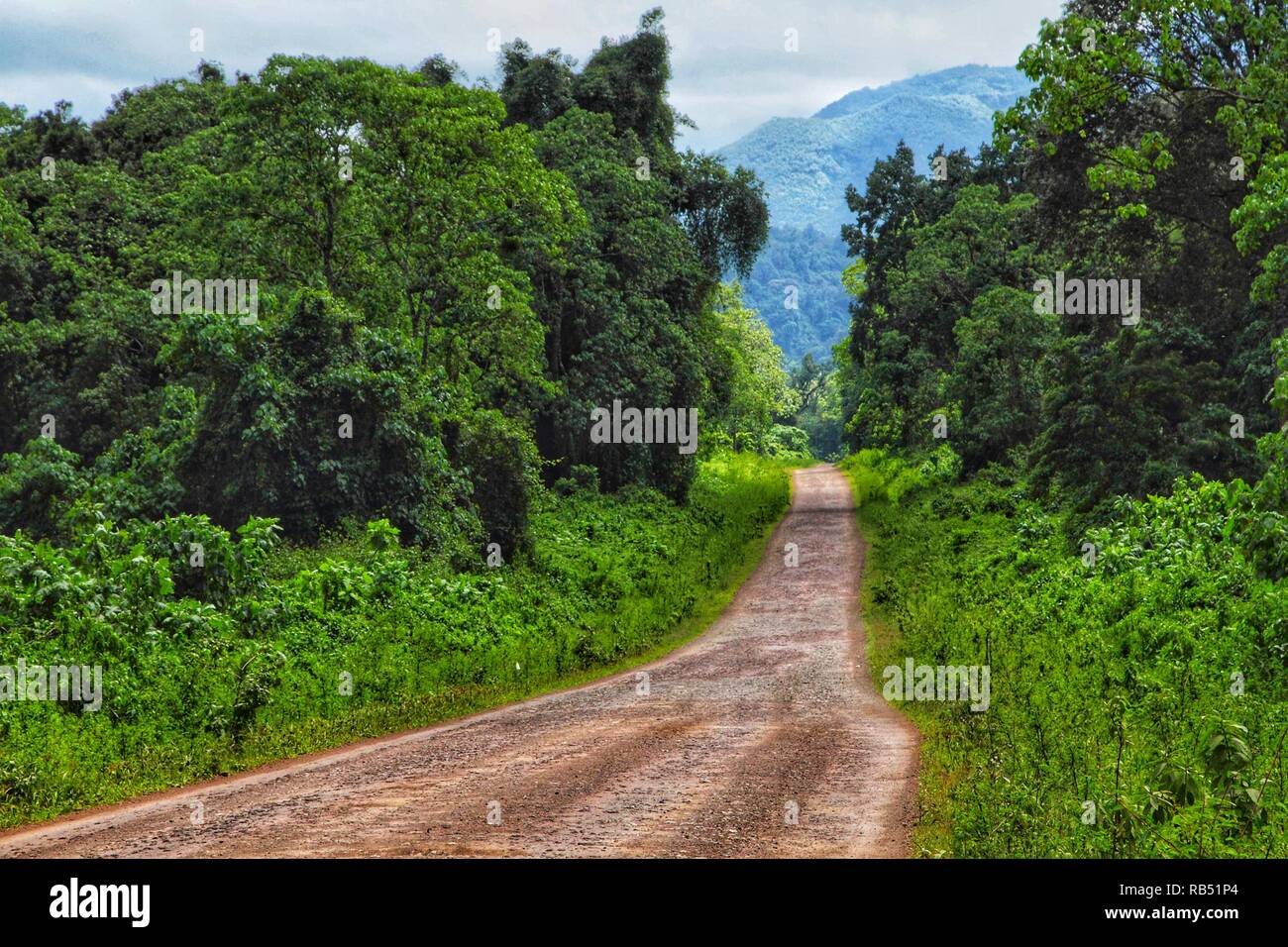 dirt road across the tropical rainforest close to Bale mountains, a place which is very rich of Wildlife and beekeepers. Stock Photo