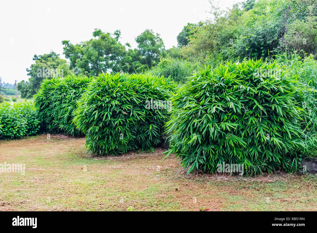 Close view of small Bamboo tree leafs shrubs & hibiscus tree shrubs in a greenery garden. Stock Photo