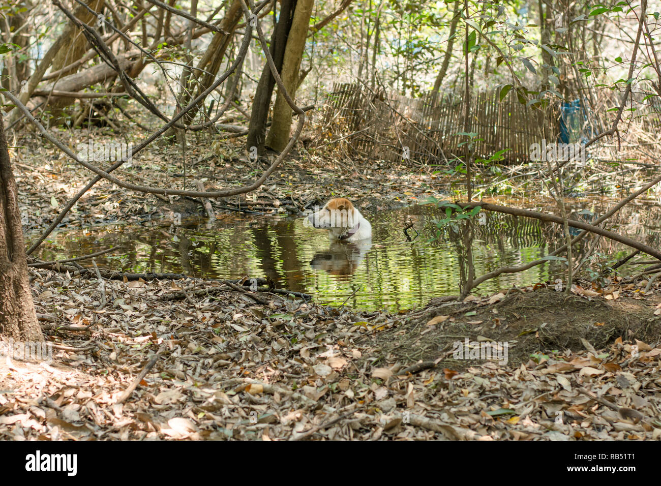 Dog bathing in a pond in the forest Stock Photo - Alamy