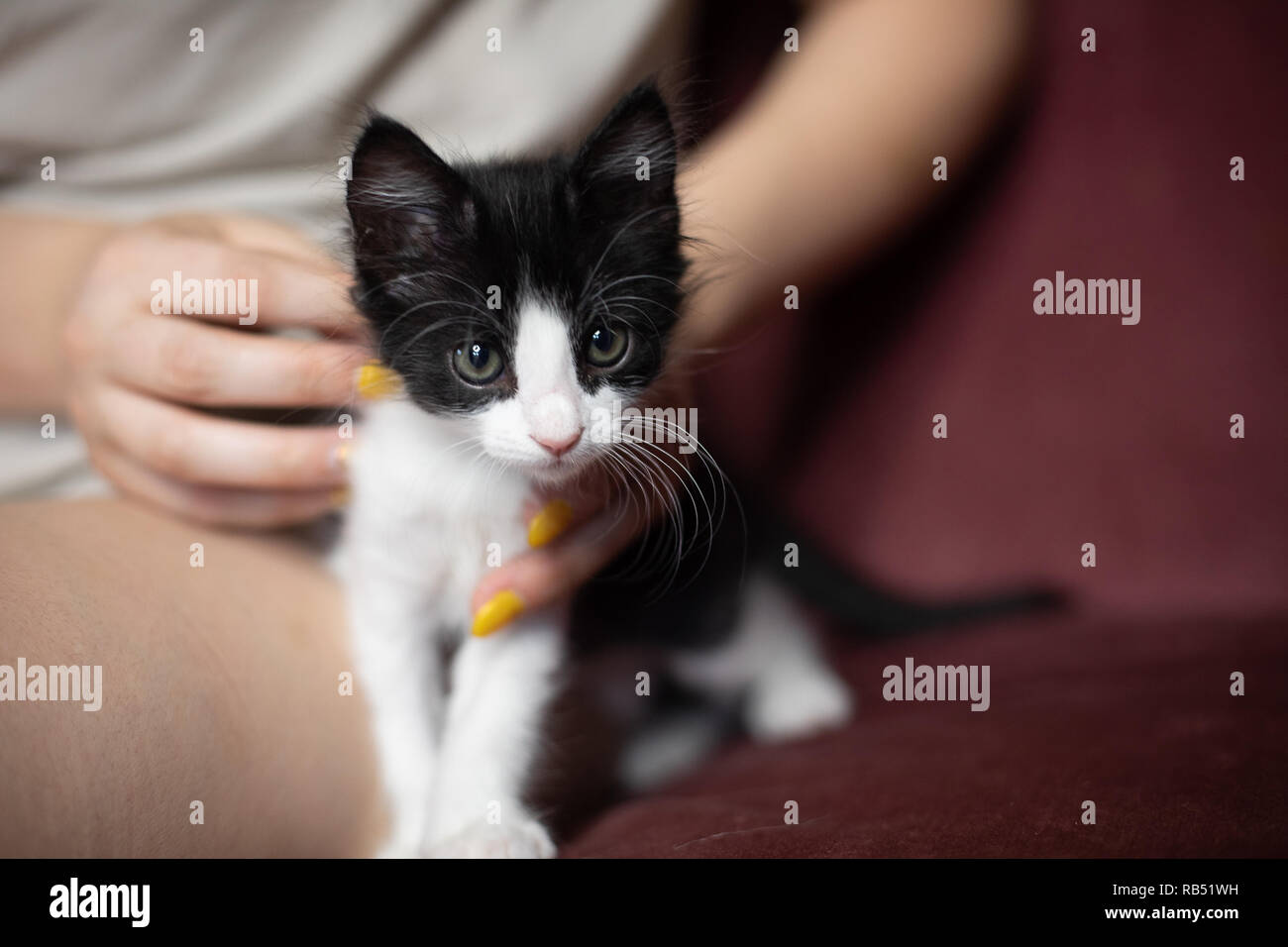 Kittens Playing Stock Photo