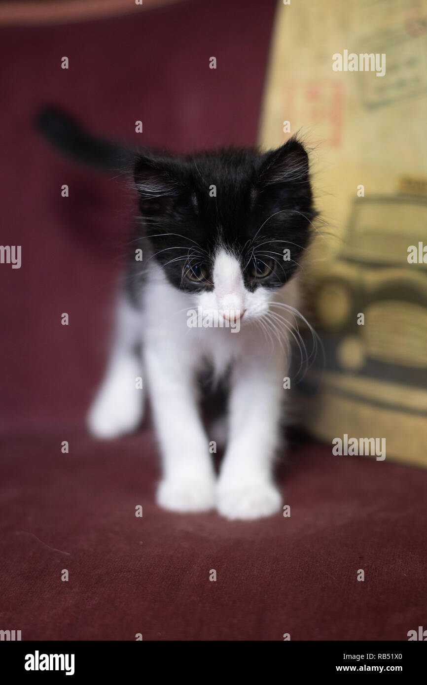 Kittens hi-res stock photography and images - Alamy
